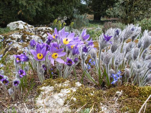 Cambridge Botanic (7)